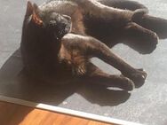Loki sucht sein Für-immer-Zuhause - Margetshöchheim