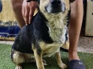 Muffin möchte aus dem Shelter geholt wer - Koblenz