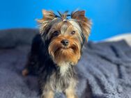 Yorkshire Terrier Welpen - Idar-Oberstein