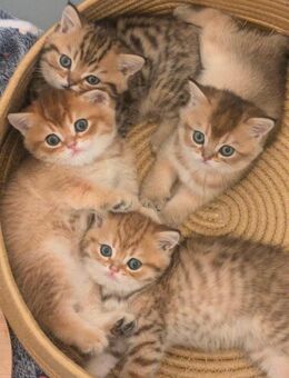 BKH Kitten suchen neues Zuhause ab Ende August - Wuppertal