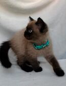 Britisch Kurzhaar Katzenbabys suchen liebevolles Zuhause :) in 40472
