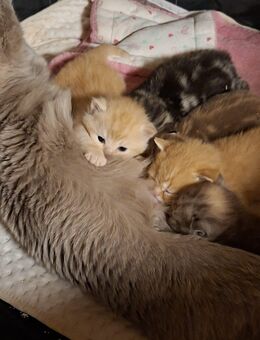 Exklusive reinrassige BKH Kitten - Gerach (Bayern)