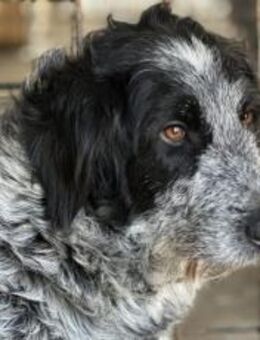 Scheue Gundi sucht liebevolles Zuhause - München