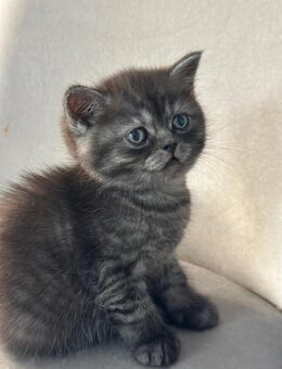 BKH Kitten - Dachau