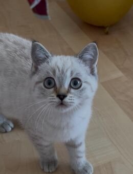 Zauberhafte Britisch Kurzhaar Katzen suchen ein liebevolles Zuhause - Sandhausen