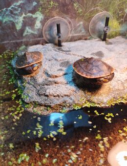 Wasserschildkröten Nachwuchs Rotbauch-Spitzkopfschildkröten - Elz