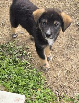 Dori will gefunden werden! - Oberhausen