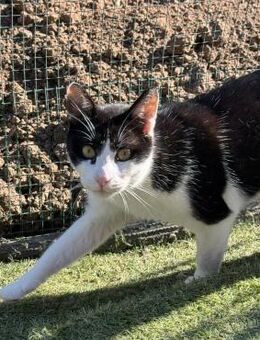 🎶🐱 Einzigartiger Beethoven 🎶🐱 - Eislingen (Fils)