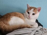 Lemmy- ein Kater weiß was er will - Meuselwitz