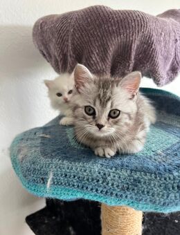 Bkh kitten zu verkaufen - Bottrop