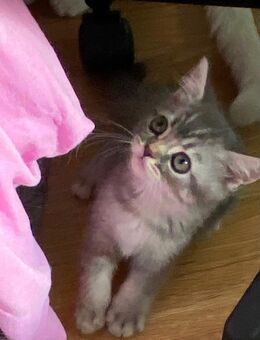 Bkh kitten von odd-eyed Mama - Frankfurt (Main) Zeilsheim