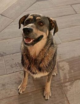 Yako hat sein Herrchen verloren... - Laatzen