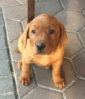 Labrador Foxred Welpen