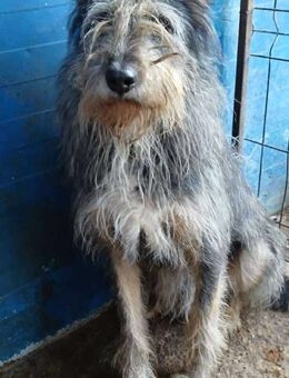 APOLLO - sucht seine Menschen - Weiterstadt