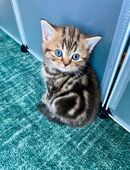 BKH Kitten Junge mit Impfausweis in 28259