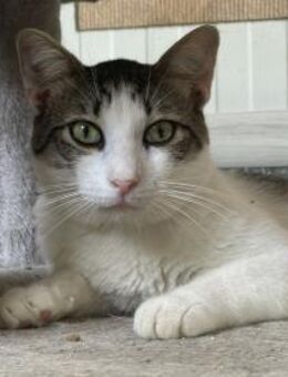 Jamie - liebevoller Kater - Idstein