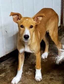 Greco fröhlich aufgeweckt Alb - Ludwigshafen (Rhein)