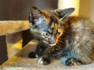 Maine Coon Mix Kitten - Koblenz