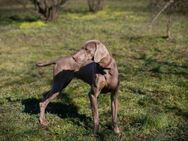 Weimaranermädchen Kira - Duisburg