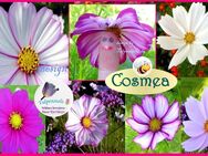 ♥ Cosmea essbare Blüten Sensationsmischung 50 Samen, Schmuckkörbchen,Garten,Tulpenstolz Blumen Bienenweide Cosmos bipinnatus, Seeds - Hamburg