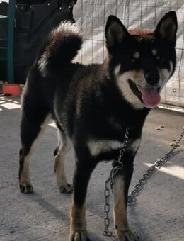 Shibo 🍀🍀🍀wer erlöst ihn von der Kette - Bad Karlshafen