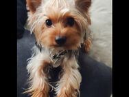 Deckrüde Yorkshire Terrier - Murr