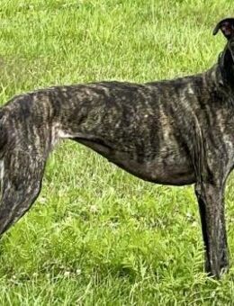 Quintana, verschmust, offen, neugierig - Westerholt