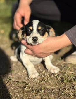 Die süße Romina sucht ihr Zuhause - Heinsberg