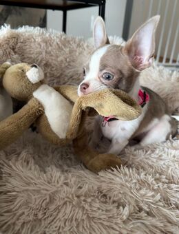 Chihuahua welpen Kurzhaar Apfelkopfform1600e - Hanau (Brüder-Grimm-Stadt) Wolfgang