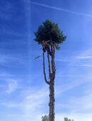 Baumpflege Baumfällung mit Entsorgung in 01326