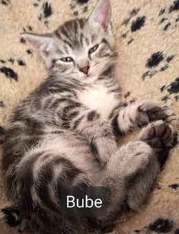 Babykatzen suchen neue Familie - Bad Gottleuba-Berggießhübel Bad Gottleuba