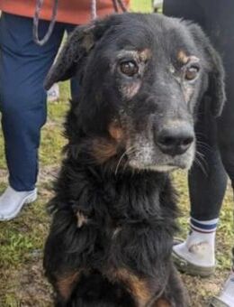 Hundeomi Martha sucht Herzensmenschen - Neuhausen (Fildern)