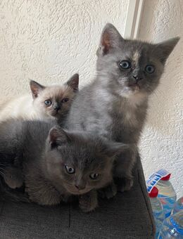 Bezaubernde BKH Kitten abzugeben - Saarlouis