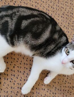 private Betreuung von Katzen - Königswinter