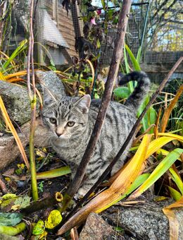 Katze Kätzchen junge Katze - Britz
