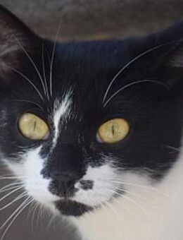 PAM-ruhige Katze, liebt Hunde - Rösrath