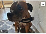 Bulldogge Dame sucht ein neues Zuhause - Stetten (Kalten Markt)