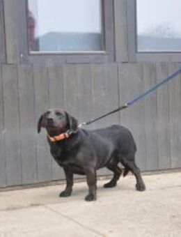 Dackelmischling Grom - Ellerbek