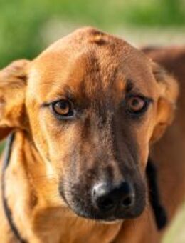 Fridtjof Fellnasenfreund fürs Leben🐕 - München