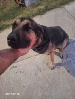 Baloo - sehnt sich nach Gesellschaft - Mettmann