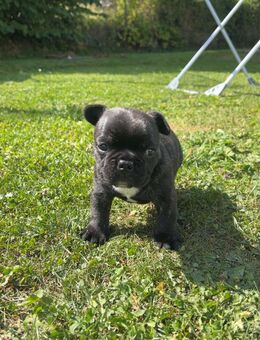 Französische Bulldoggen Welpe rüde - Laubach (Hessen)