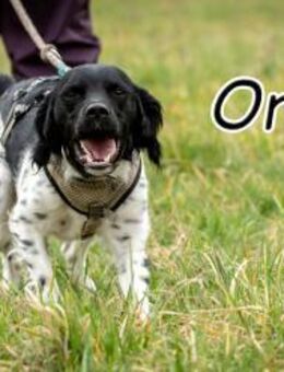 Oreo macht dein Leben knuspriger - Essingen (Rheinland-Pfalz)
