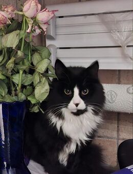 XXL Maine Coon Katze Katzen - Dommitzsch