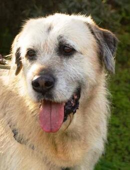 Zape hat einen ganz tollen Charakter - Laatzen