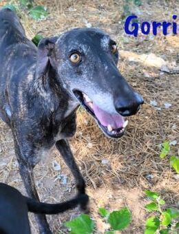 Gorrión sucht Galgo-Liebhaber 10/20 ESP - Ruppertsecken