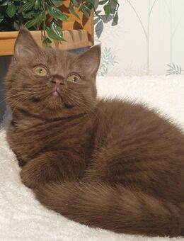 BKH Britisch Kurzhaar Mädchen und Katerchen dürfen bald in ein Kuschel-zu-Hause umziehen - Baden-Baden