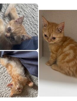 Kitten bkh (mix) - Berlin Mitte