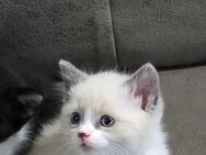 Zuckersüße Bkh Kitten(mix) - Köln