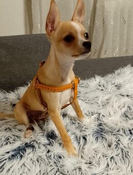 Ogi sucht seinen besitzer - Köln