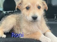 RONI ❤ EILIG! sucht Zuhause/Pflegestell - Langenhagen